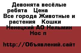 Девонята весёлые ребята › Цена ­ 25 000 - Все города Животные и растения » Кошки   . Ненецкий АО,Нельмин Нос п.